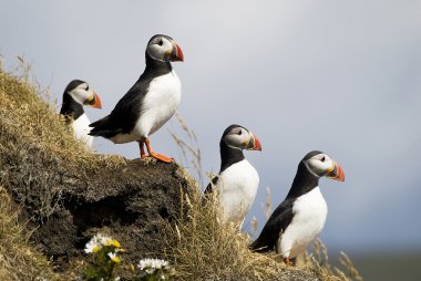 Puffins