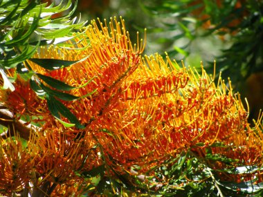Banksia clipart