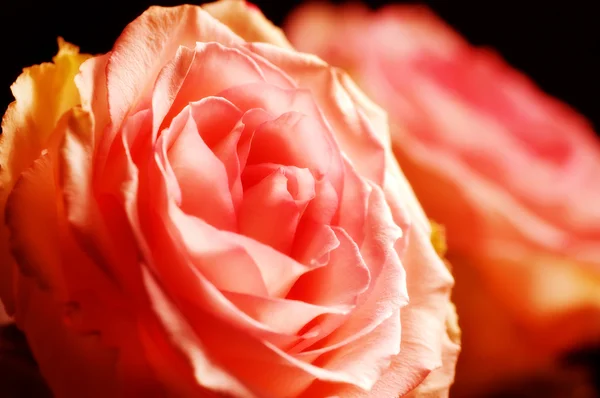 緑豊かなピンクのバラ — ストック写真