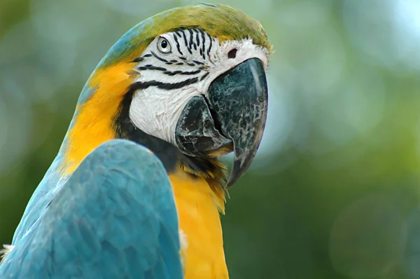 stock image Parrot Attitude