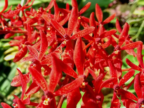 Tüskés vörös orchideák — Stock Fotó