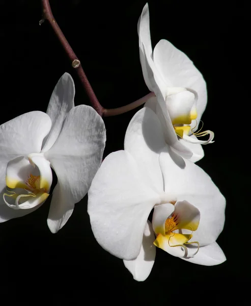 White Orchids — Stock Photo, Image