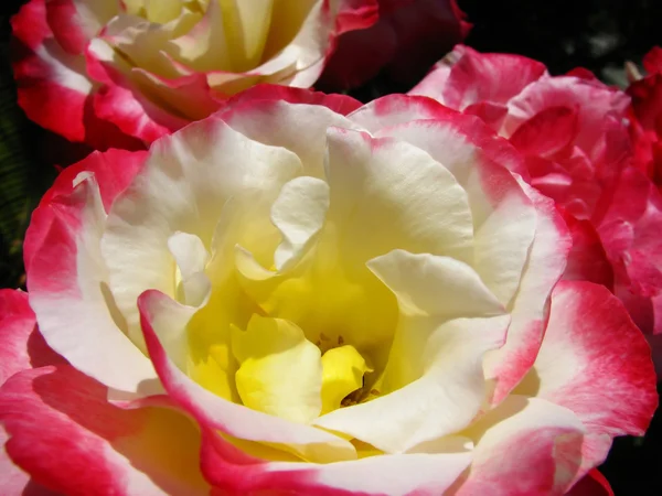 Елегантний троянд — стокове фото
