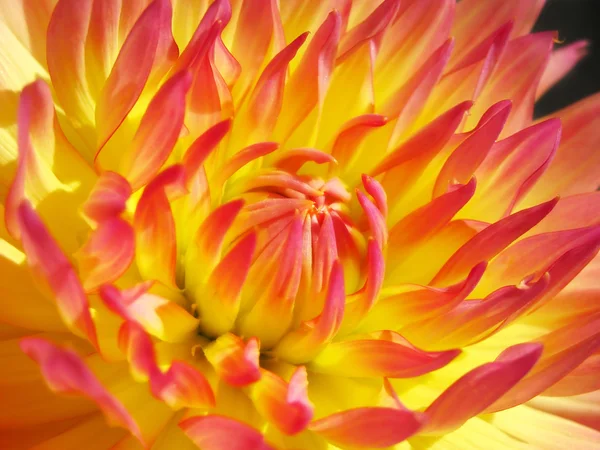 Dahlia glöd — Stockfoto