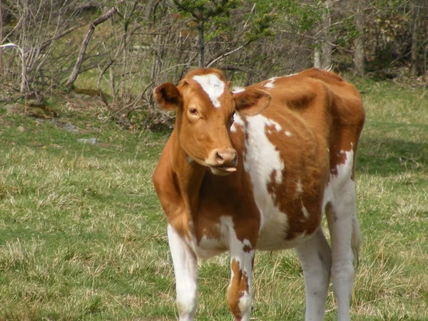 Bromas de vaca —  Fotos de Stock