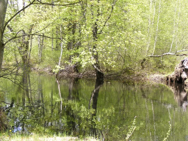 沼泽反射 — 图库照片