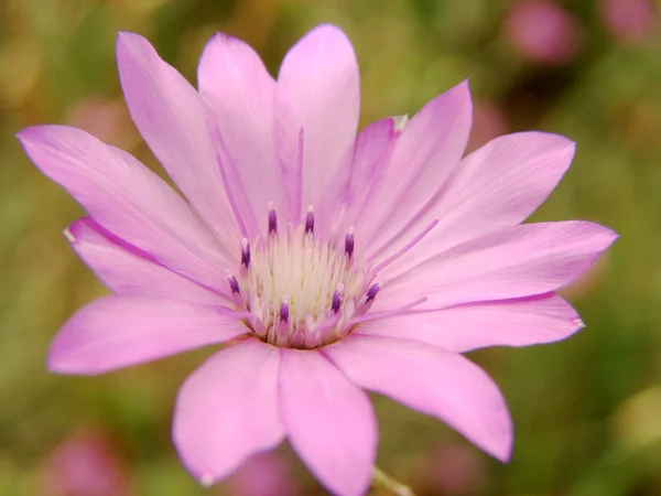 stock image Chrysanthemum flower