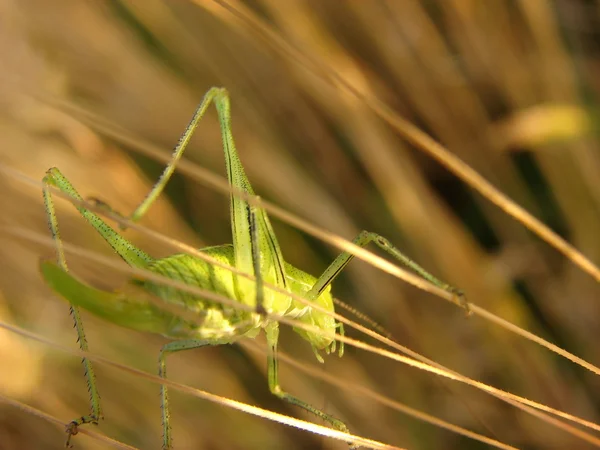 stock image Grasshopper