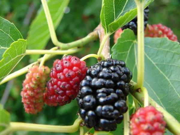 stock image Raspberrys