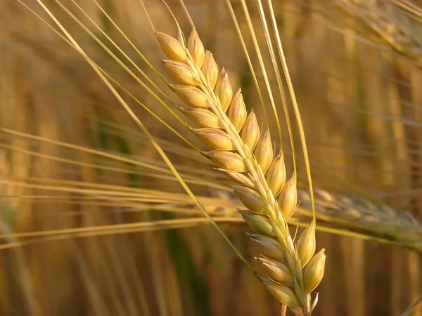 大麦の小枝 ストック画像
