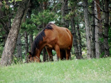 kahverengi at