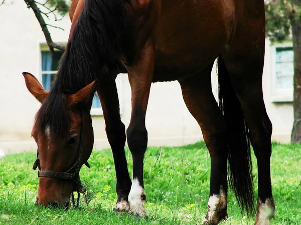 Häst äter gräs — Stockfoto