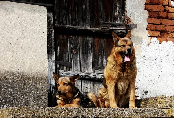 stock image Dogs guarding