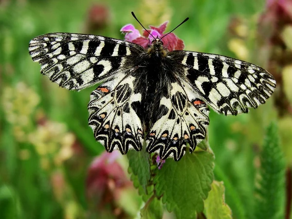 stock image Butterfly on a flower