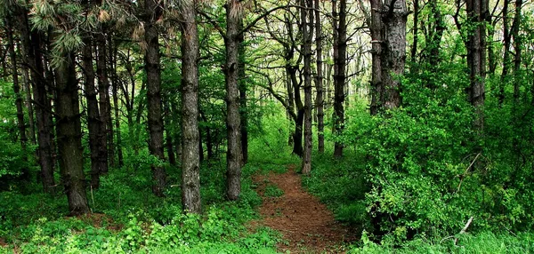 Camino en el bosque Imagen de archivo