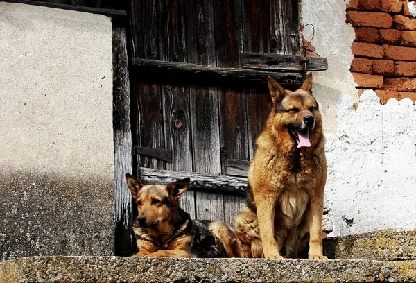 Perros vigilando Fotos de stock libres de derechos
