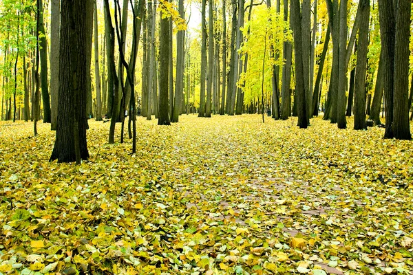 Sárga levelek, az őszi park — Stock Fotó