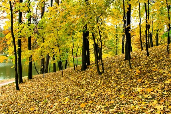 Piękny, jesienny park — Zdjęcie stockowe