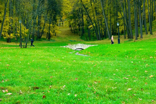 Sonbahar ormandaki canlı yeşil alan — Stok fotoğraf