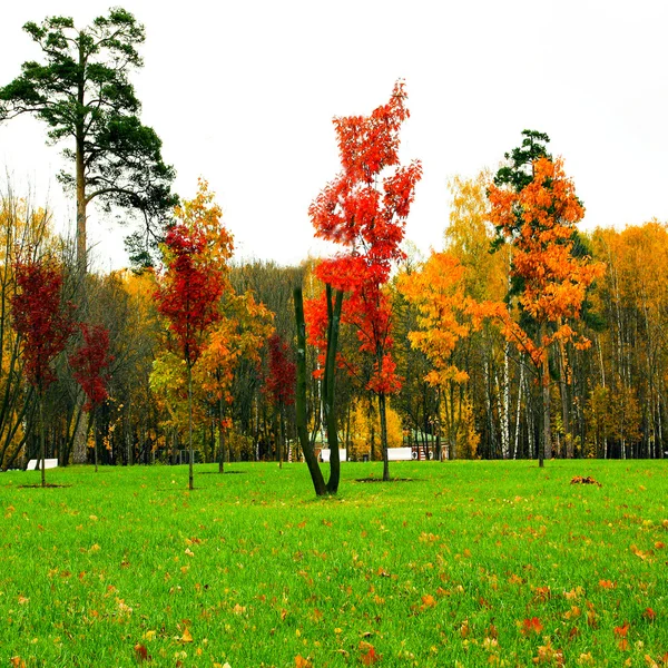 Χρώματα του φθινοπώρου πάρκο — Φωτογραφία Αρχείου