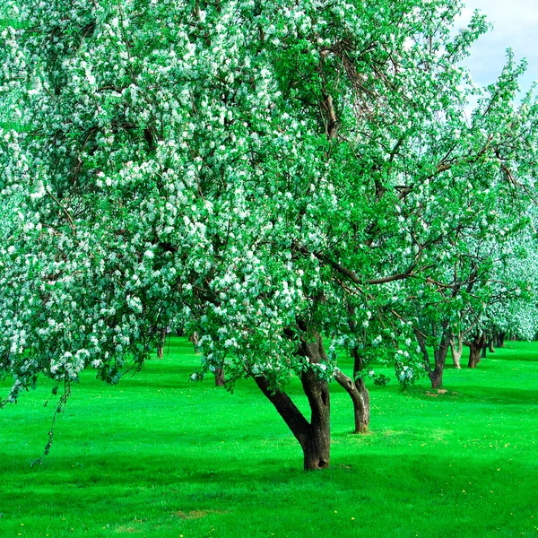 咲く緑豊かな美しい公園の庭 — ストック写真