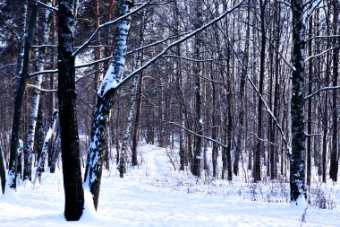 Snowy winter forest clipart