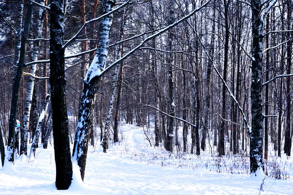 Zasněžený zimní les — Stock fotografie