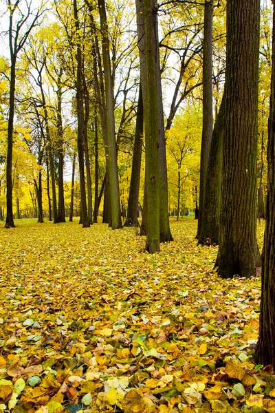 Beautiful autumnal park — Stock Photo, Image