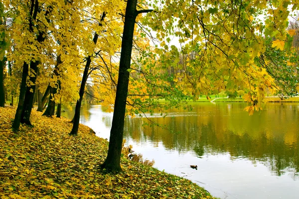 美丽的秋季公园 — 图库照片