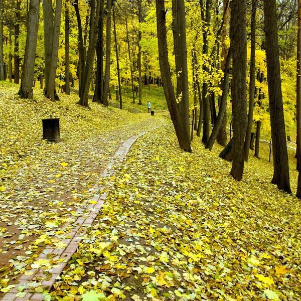 Piękny park jesień — Zdjęcie stockowe