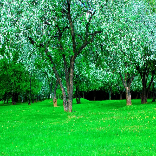 Kert virágzó zöld gyönyörű park — Stock Fotó
