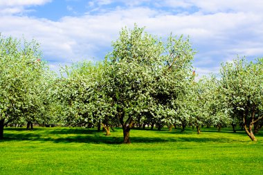 Baharda güzel bir park bahçesi