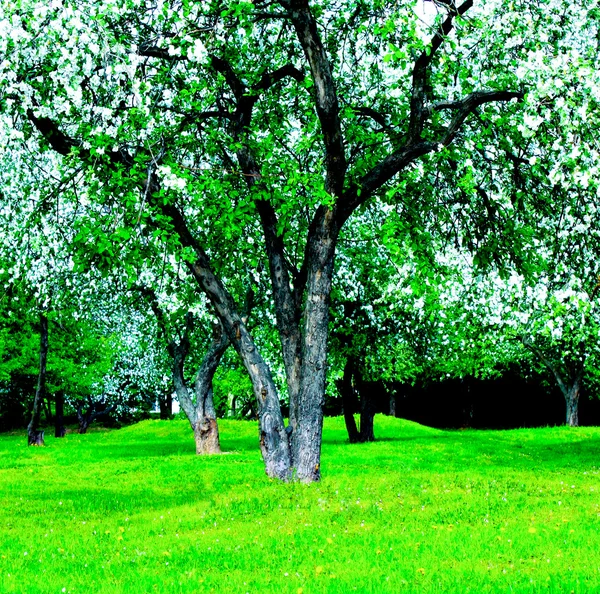 春天美丽的公园花园 — 图库照片