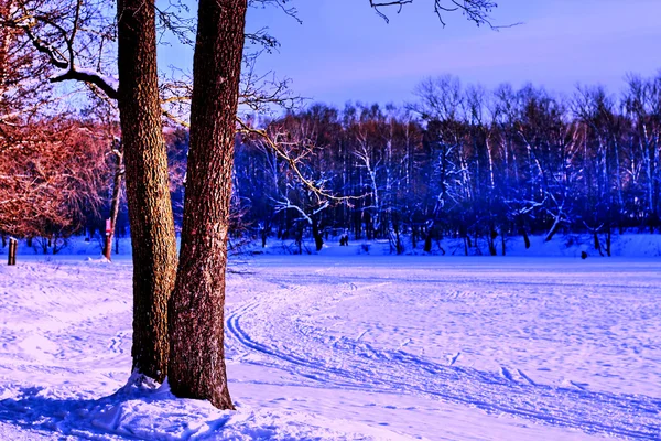 Two trees in winter — Stock Photo, Image