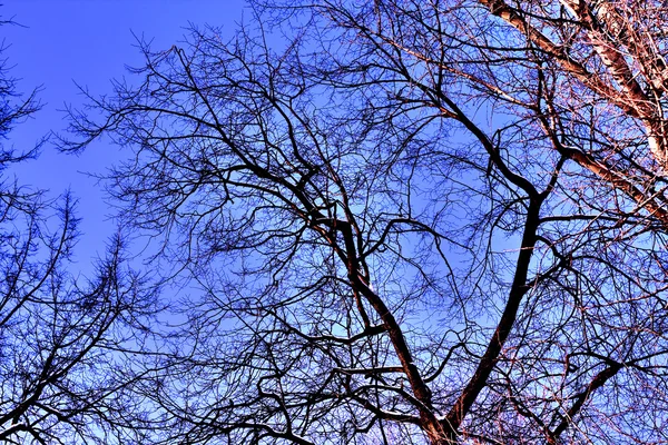 stock image Abstract branches