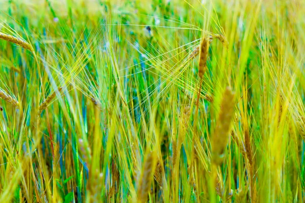 Piękne pole pszenicy — Zdjęcie stockowe