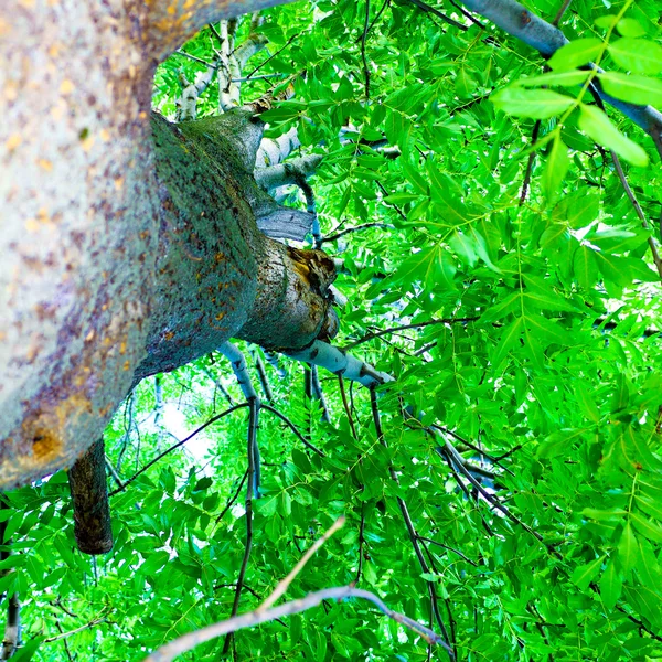 Tampilan bawah ke atas pohon — Stok Foto