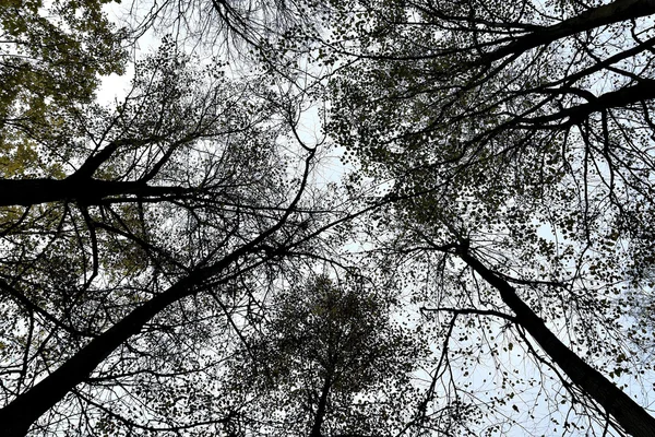 Silhuetter av höstträd — Stockfoto