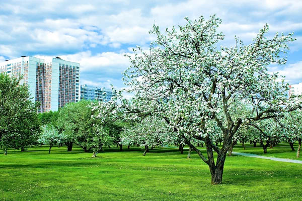 Belo jardim parque na primavera — Fotografia de Stock