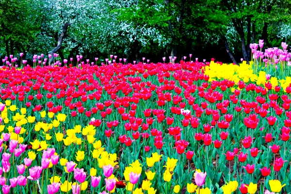 Piękny ogród park wiosną — Zdjęcie stockowe