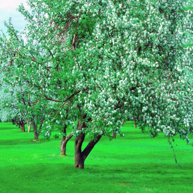 Yeşil güzel park çiçeklenme