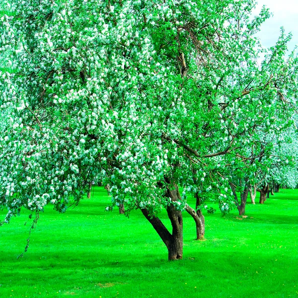 Blommande grön vacker park trädgård — Stockfoto