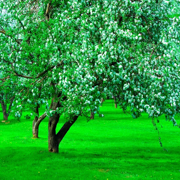 Florecimiento verde Hermoso parque —  Fotos de Stock