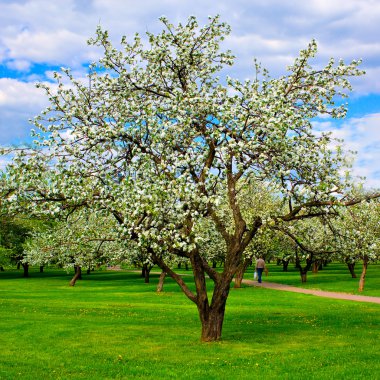 elma ağaçlarının beyaz çiçek