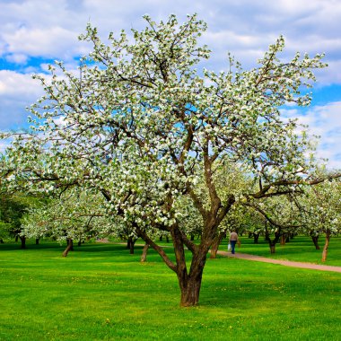 White blossom of apple trees clipart