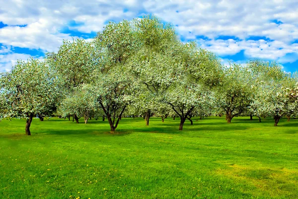 Elma ağaçlarının beyaz çiçek — Stok fotoğraf