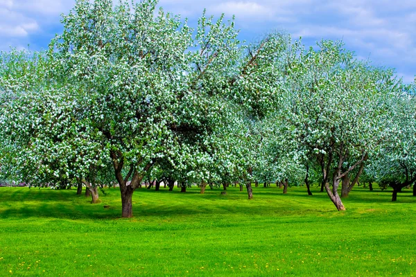 Flor branca de macieiras — Fotografia de Stock