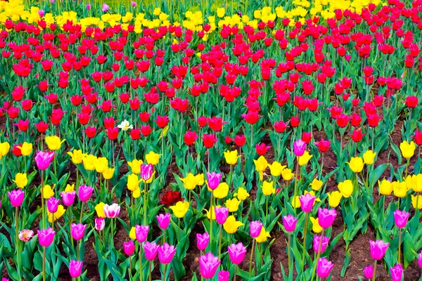 Blooming tulips background — Stock Photo, Image