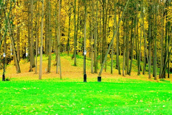 Helder groene wandelpad in het bos — Stockfoto
