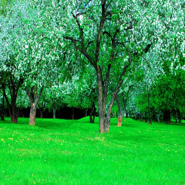 Цветущий зеленый красивый парк — стоковое фото